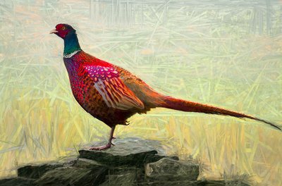 Pleasant Pheasant by Helen White